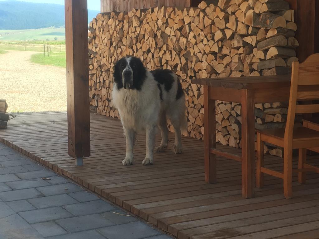 Kavalliera Pensiune Cotormani Exteriér fotografie